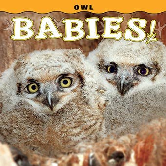 Owl Babies