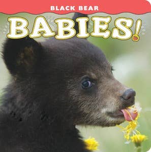 Black Bear Babies