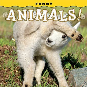 Funny Animals